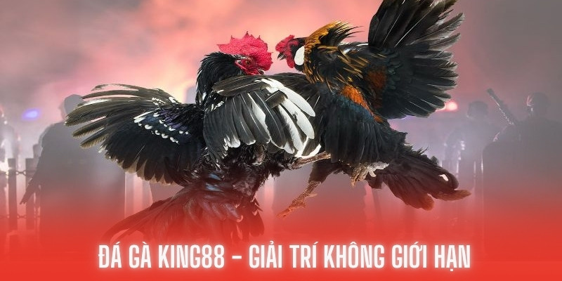 đá gà king88